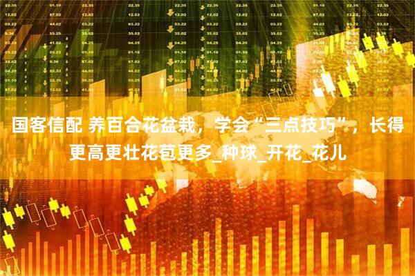 国客信配 养百合花盆栽，学会“三点技巧”，长得更高更壮花苞更多_种球_开花_花儿